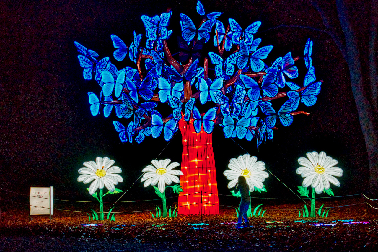 Wild Lanterns at Woodland Park Zoo is a glowing triumph Westside Seattle